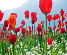 Shining Kashmir